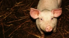 Десять найрозумніших тварин